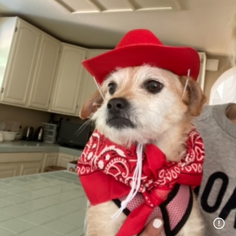 Adorable pet cowboy hats 🧢🐾🐶🐱🐈 - Picture 3 of 12